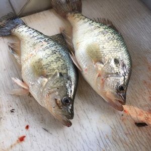 Meet your Posher, Terry